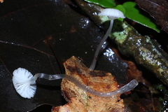 Mycena guzmanii