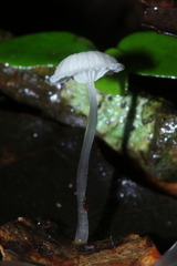 Mycena guzmanii