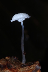 Mycena guzmanii