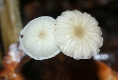 Mycena guzmanii
