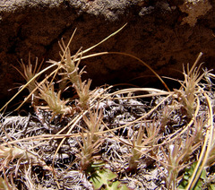 Petrosedum amplexicaule
