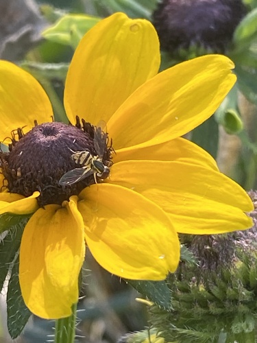 Unknown species found near Ellis Rd NW, Palo, IA, US