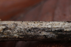 Acrospermum compressum