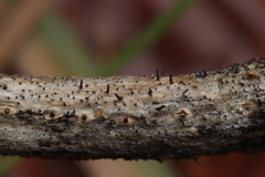 Acrospermum compressum