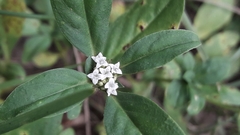Rubiaceae