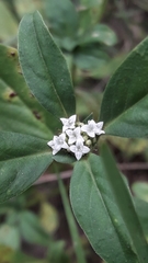 Rubiaceae