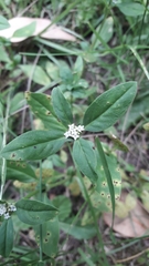 Rubiaceae