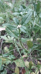 Rubiaceae