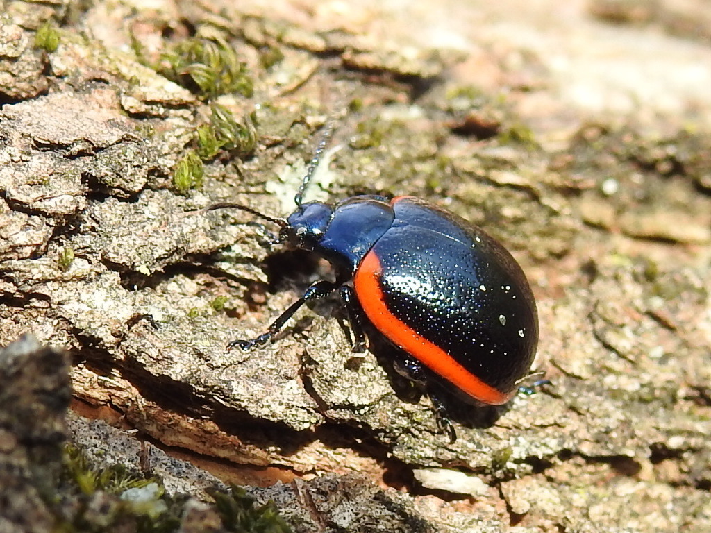 Stichoptera