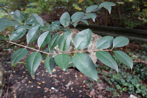 Ligustrum japonicum