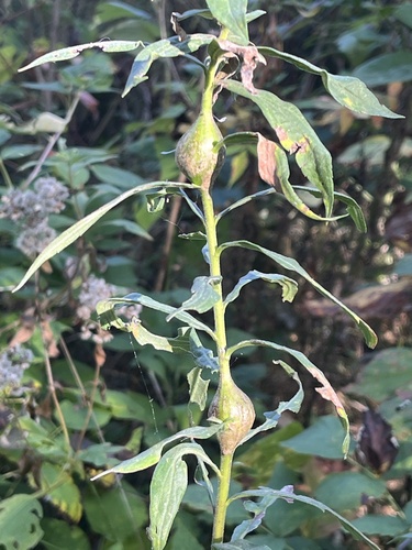 Unknown species found near Reservoir Woods, Roseville, MN, US