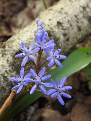 Scilla bifolia