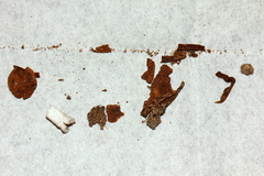 Deconica semiinconspicua