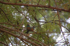 Uraeginthus bengalus