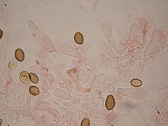 Deconica semiinconspicua