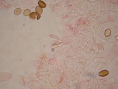 Deconica semiinconspicua