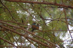 Uraeginthus bengalus