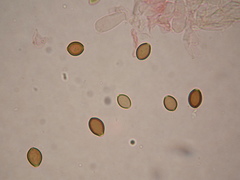 Deconica semiinconspicua