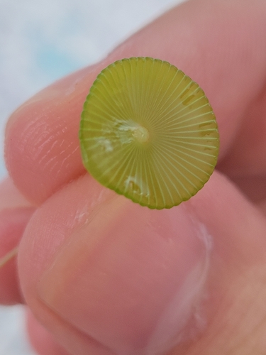 Mermaid's Wine Glass (Acetabularia crenulata)