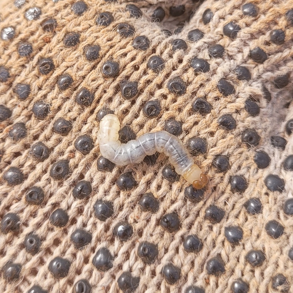 Hyponeuma taltula