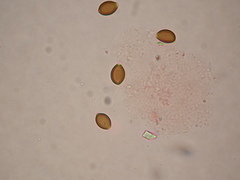 Deconica semiinconspicua