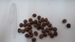 Sterculia apetala