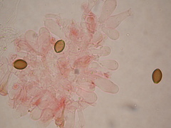 Deconica semiinconspicua