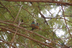 Uraeginthus bengalus