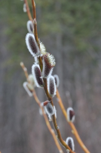 Scouler's Willow winter