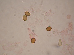 Deconica semiinconspicua