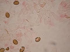 Deconica semiinconspicua