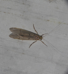 Synoestropsis punctipennis