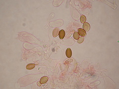Deconica semiinconspicua
