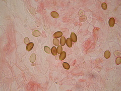 Deconica semiinconspicua