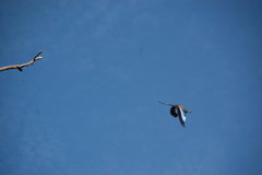 Coracias abyssinicus