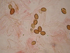 Deconica semiinconspicua