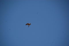 Accipiter badius