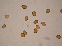 Deconica semiinconspicua