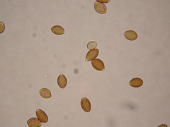 Deconica semiinconspicua
