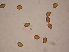 Deconica semiinconspicua