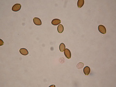 Deconica semiinconspicua