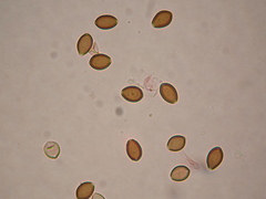 Deconica semiinconspicua