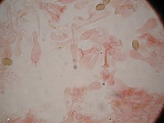 Deconica semiinconspicua