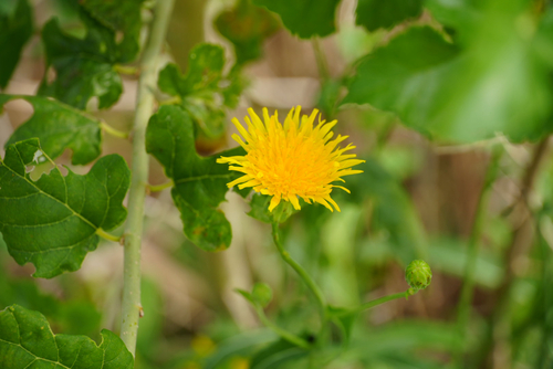 Sonchus brachyotus iNat (1)