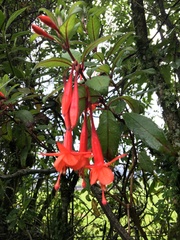 Fuchsia loxensis