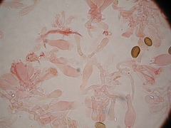Deconica semiinconspicua