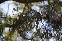 Zosterops senegalensis