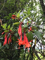 Fuchsia loxensis