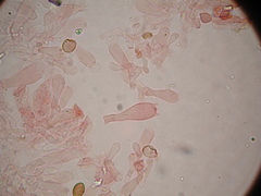 Deconica semiinconspicua