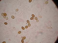 Deconica semiinconspicua